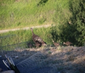MontanaTurkeys2013 003